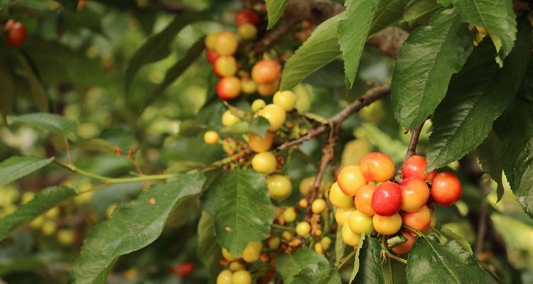 樱桃什么时候成熟？每年几月份可以采摘？