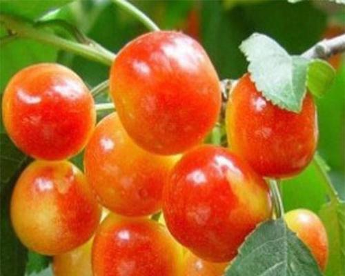 樱桃什么时候成熟？每年几月份可以采摘？