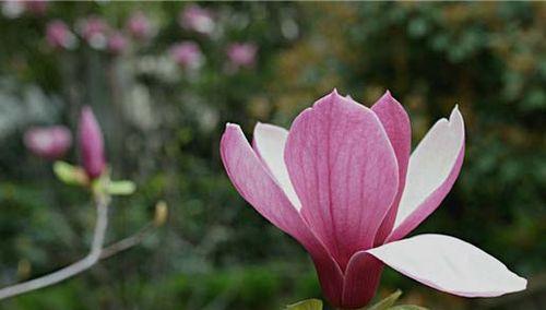 木兰花之美(探寻木兰花的花语) 木兰花之美(探寻木兰花的花语)