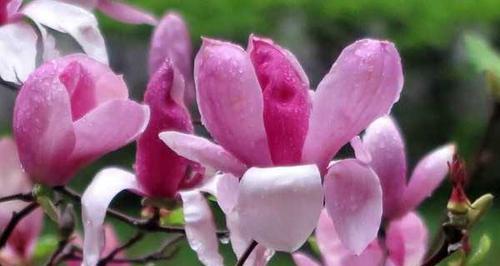 木兰花之美(探寻木兰花的花语) 木兰花之美(探寻木兰花的花语)