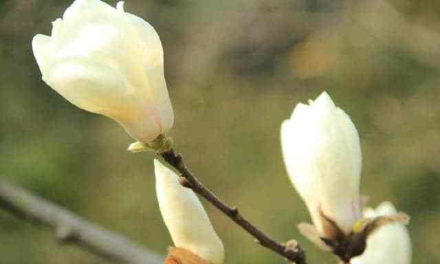 木兰花之美(探寻木兰花的花语) 木兰花之美(探寻木兰花的花语)