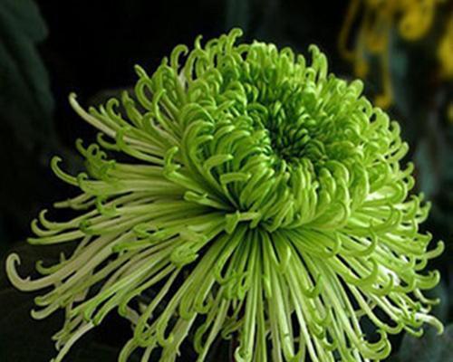 绿菊水草冬天会冻死吗？如何安全过冬？