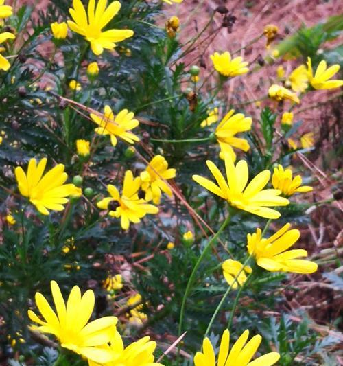 绿菊水草冬天会冻死吗？如何安全过冬？