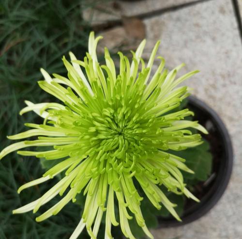 绿菊水草冬天会冻死吗？如何安全过冬？