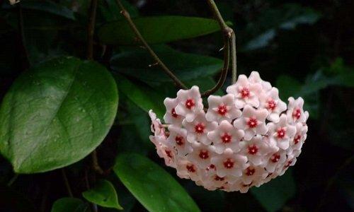 以球兰花语是什么（探索球兰花背后的深意）