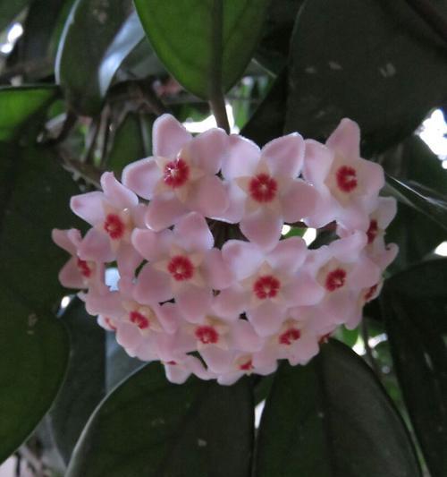 以球兰花语是什么（探索球兰花背后的深意）