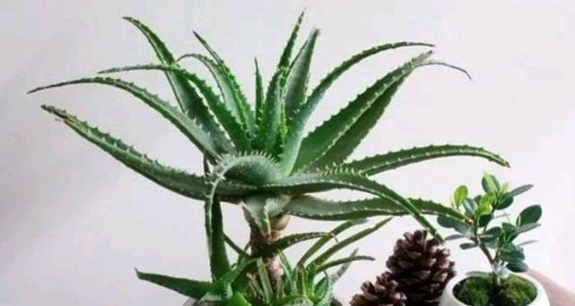 芦荟老桩怎么养？养殖与养护中常见的问题有哪些？