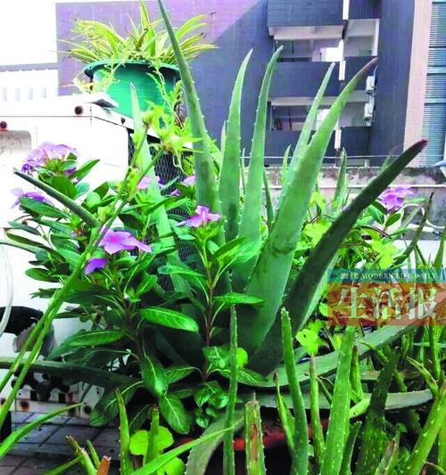 芦荟老桩怎么养？养殖与养护中常见的问题有哪些？