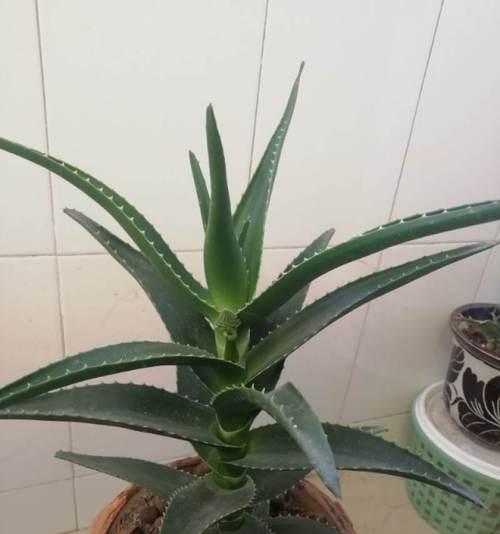 芦荟老桩怎么养？养殖与养护中常见的问题有哪些？