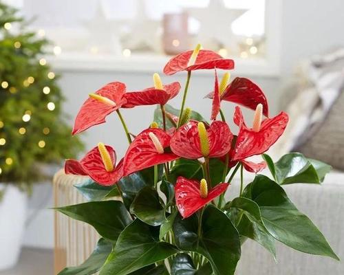 以火鹤花的寓意为主题的文章（探索火鹤花的象征意义与传承之美）