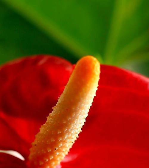 以火鹤花的寓意为主题的文章（探索火鹤花的象征意义与传承之美）