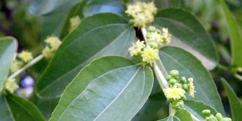 青枣开花季节是什么时候？如何判断青枣的开花时间？