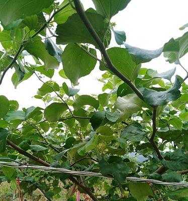 青枣开花季节是什么时候？如何判断青枣的开花时间？