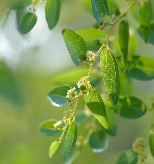 青枣开花季节是什么时候？如何判断青枣的开花时间？
