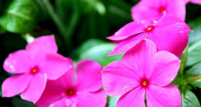 蔓长春花——爱情的永恒见证（长长久久）