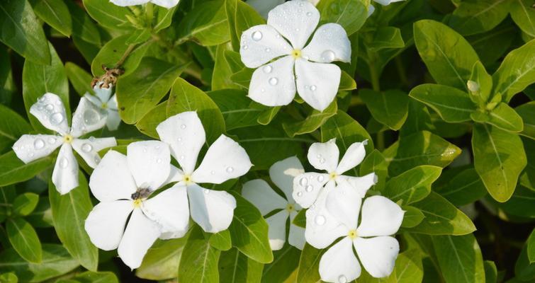 蔓长春花——爱情的永恒见证（长长久久）