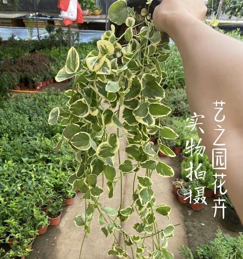 蔓长春花——爱情的永恒见证（长长久久）