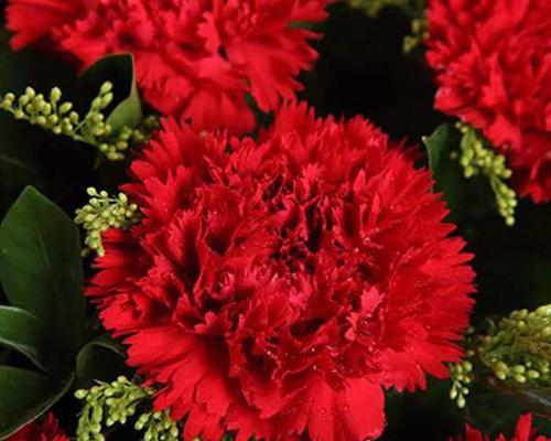 康乃馨花语与寓意（康乃馨花语及寓意解析）