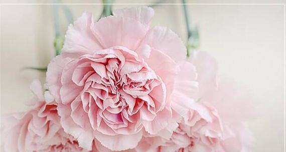 康乃馨花语与寓意（康乃馨花语及寓意解析）