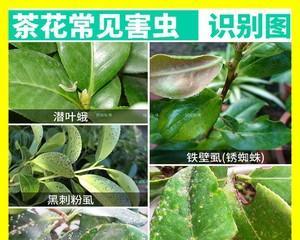 杨树介壳虫用什么药管用?有效防治方法有哪些? 杨树介壳虫用什么药管用?有效防治方法有哪些?