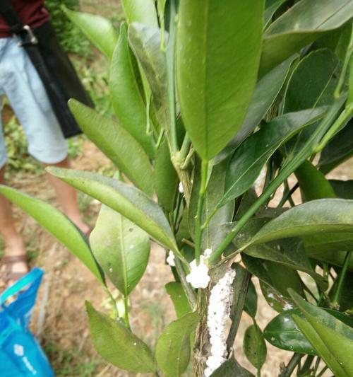 杨树介壳虫用什么药管用?有效防治方法有哪些? 杨树介壳虫用什么药管用?有效防治方法有哪些?