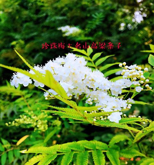 友谊之花（用花朵诠释友情的真挚与持久）