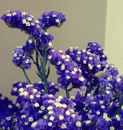 友谊之花（用花朵诠释友情的真挚与持久）