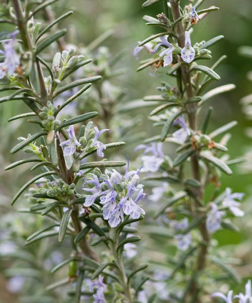 迷迭香通常在哪个季节开花？开花期持续多久？