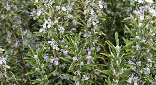 迷迭香通常在哪个季节开花？开花期持续多久？