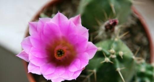 仙人球开花的美丽寓意（探寻仙人球盛开花朵的奇妙内涵）