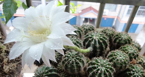 仙人球开花的美丽寓意（探寻仙人球盛开花朵的奇妙内涵）