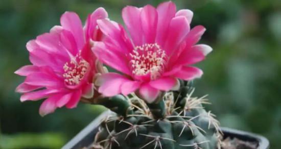 仙人球开花的美丽寓意（探寻仙人球盛开花朵的奇妙内涵）