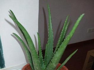 芦荟浇什么水长得更旺盛?如何正确浇水促进芦荟生长? 芦荟浇什么水长得更旺盛?如何正确浇水促进芦荟生长?