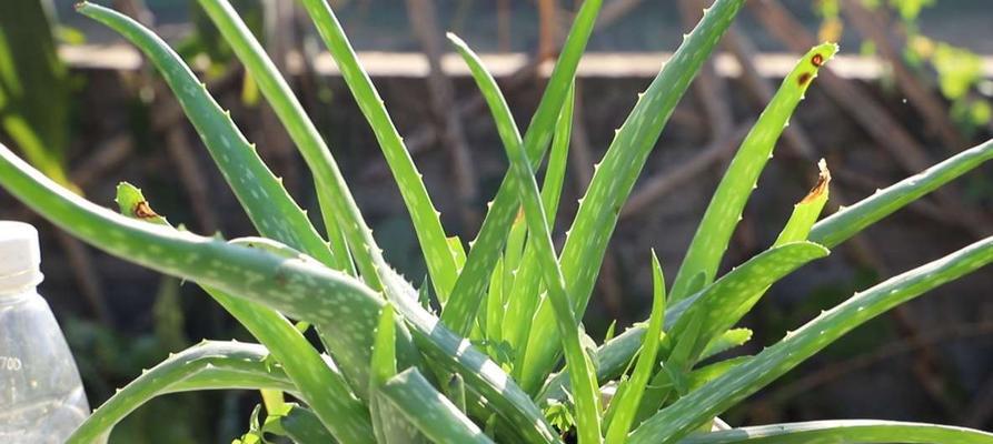 芦荟浇什么水长得更旺盛?如何正确浇水促进芦荟生长? 芦荟浇什么水长得更旺盛?如何正确浇水促进芦荟生长?