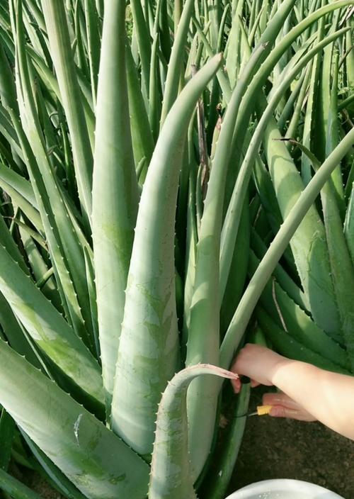 芦荟浇什么水长得更旺盛?如何正确浇水促进芦荟生长? 芦荟浇什么水长得更旺盛?如何正确浇水促进芦荟生长?