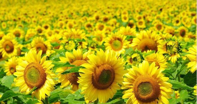 向日葵的花语与寓意（探寻向日葵背后深刻的内涵与意义）