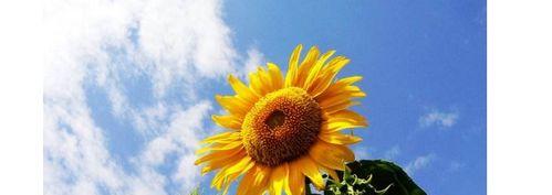 向日葵的花语与寓意（探寻向日葵背后深刻的内涵与意义）