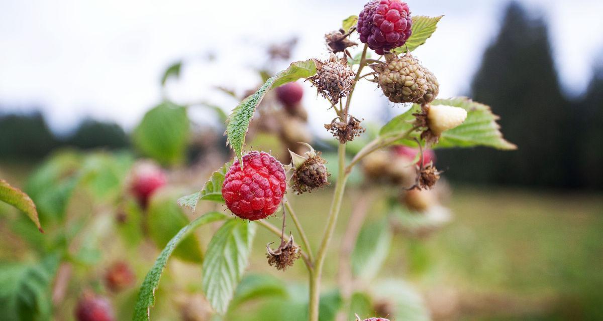 覆盆子的生长环境是什么?哪些地方条件适合覆盆子生长? 覆盆子的生长环境是什么?哪些地方条件适合覆盆子生长?