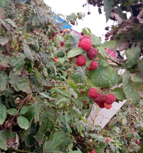 覆盆子的生长环境是什么?哪些地方条件适合覆盆子生长? 覆盆子的生长环境是什么?哪些地方条件适合覆盆子生长?