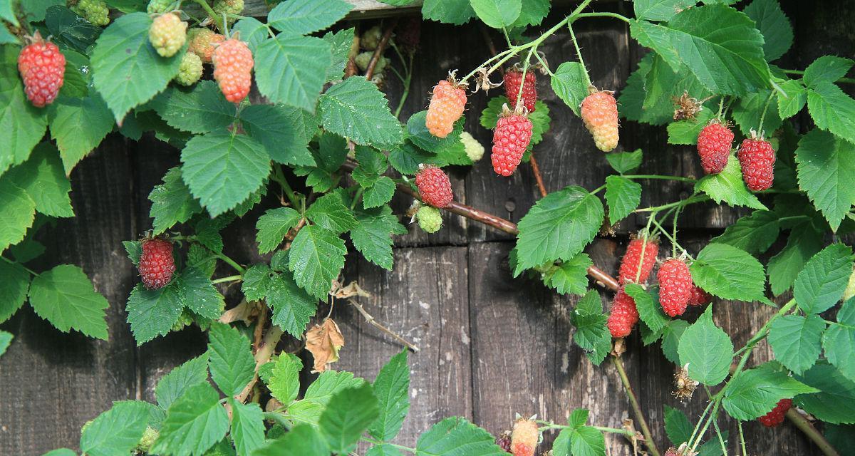 覆盆子的生长环境是什么?哪些地方条件适合覆盆子生长? 覆盆子的生长环境是什么?哪些地方条件适合覆盆子生长?