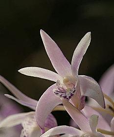 兰科植物有哪些种类？如何识别和养护？