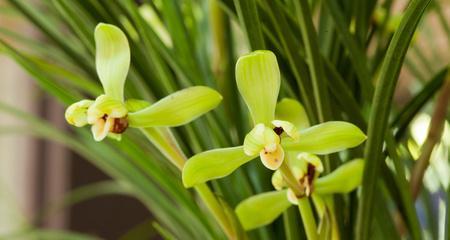 兰科植物有哪些种类？如何识别和养护？