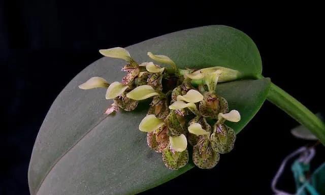 兰科植物有哪些种类？如何识别和养护？