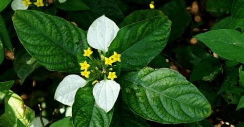 榆树花语与寓意的传承与变迁（榆树）