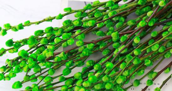 榆树花语与寓意的传承与变迁（榆树）