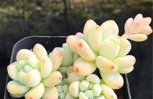 劳尔徒长了怎么办?如何修剪和管理? 劳尔徒长了怎么办?如何修剪和管理?