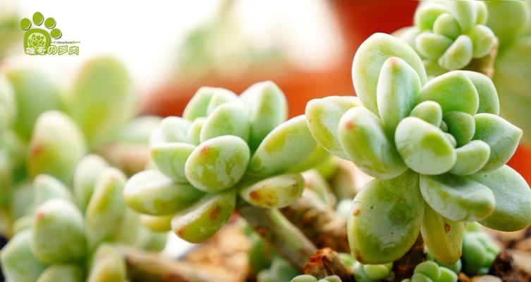 劳尔徒长了怎么办?如何修剪和管理? 劳尔徒长了怎么办?如何修剪和管理?