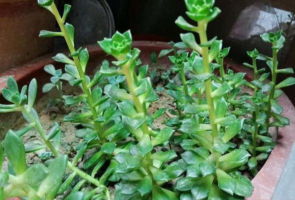 劳尔徒长了怎么办?如何修剪和管理? 劳尔徒长了怎么办?如何修剪和管理?