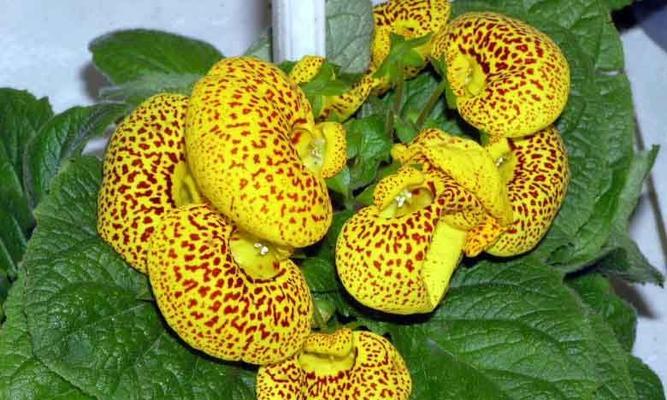 荷包花花语的奇妙世界（揭开荷包花的花语密码）