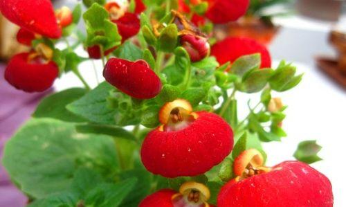 荷包花花语的奇妙世界（揭开荷包花的花语密码）